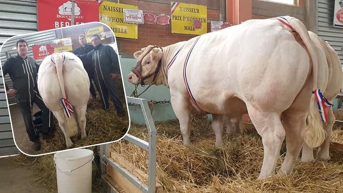 fiches_Gaec-grange-sabot-charolais