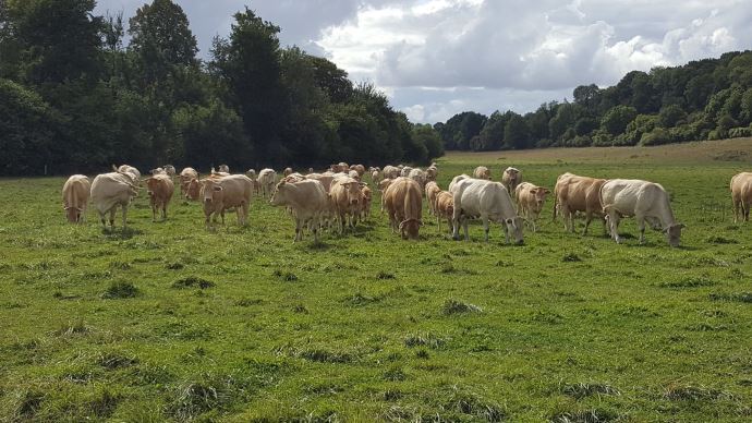 fiches_enquete-eleveurs-bovins-viande-limousin-impact-covid-19-sur-travail-en-elevage