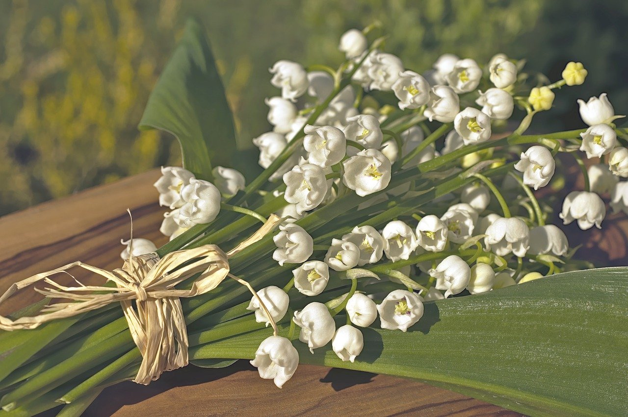 lily-of-the-valley-4175855_1280