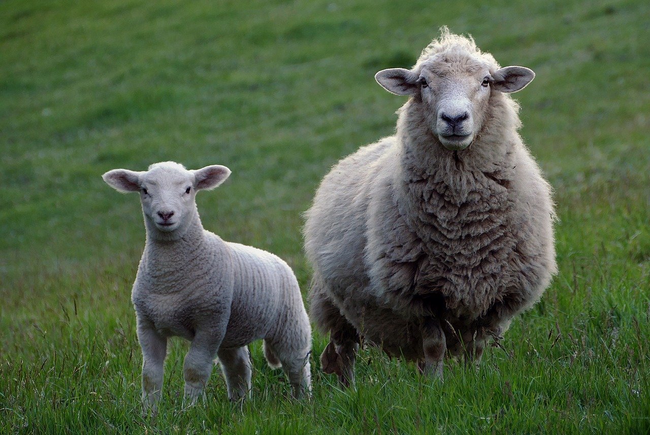 sheep-2625347_1280