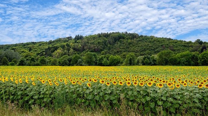 fiches_Champ_de_tournesol