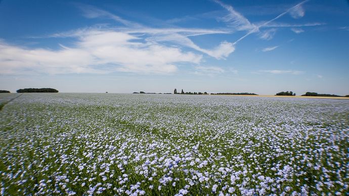 fiches_Fleurs_Bleues_de_lin_Flax_Floraison_-_Credit_photo___Nadege_PETIT_agri_zoom