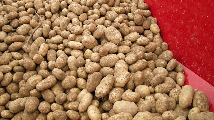 fiches_crise-pommes-de-terre-baisse-consommation-de-frites-coronavirus