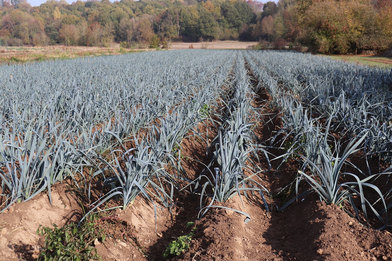 leeks-3844627_1280