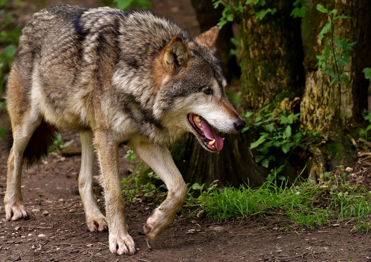 wolf-3151876_1280