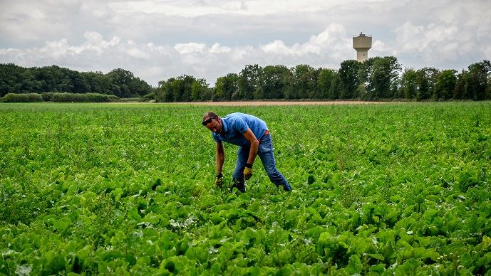 fiches_Reportage_betterave_Bio_Neron_-_Champ_de_Romain_Lhopiteau_150620__Michel_Blossier_pour_Tereos_18_sur_46