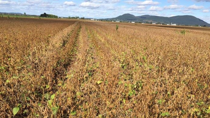 fiches_Soja_26940-690px