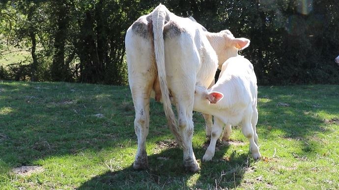 fiches_genisse-et-veau-charolais