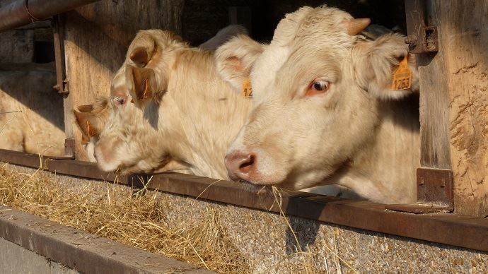 fiches_ration-bovin-viande-fourrage