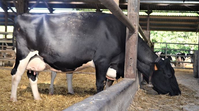 fiches_vache-tarie