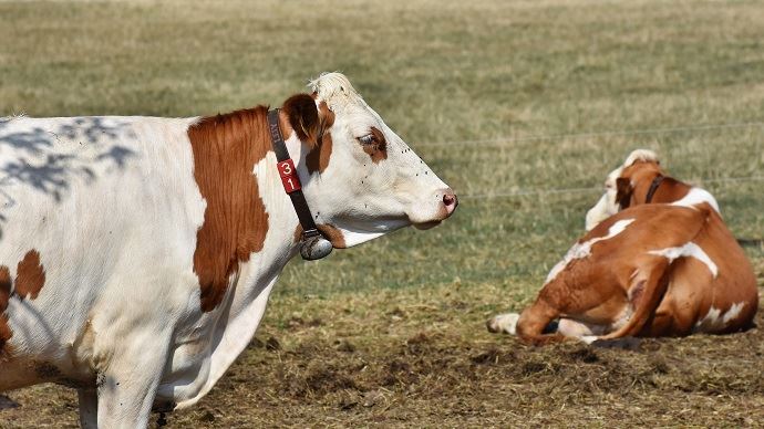 fiches_vaches-laitieres