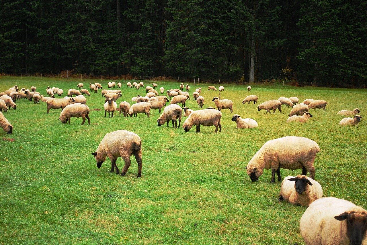 sheep-274574_1280