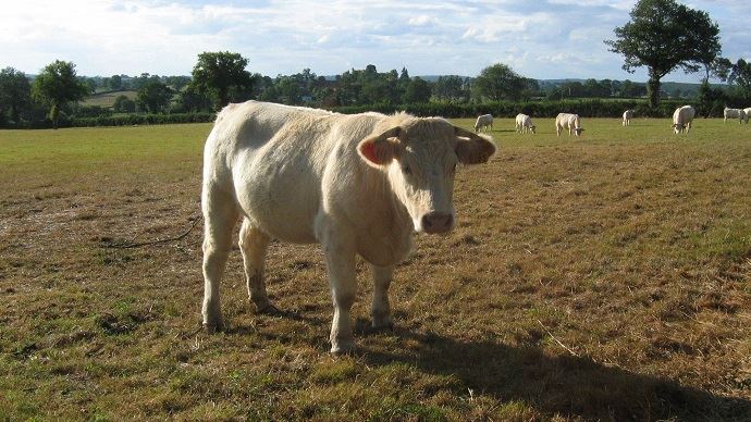 fiches_charolais-pature