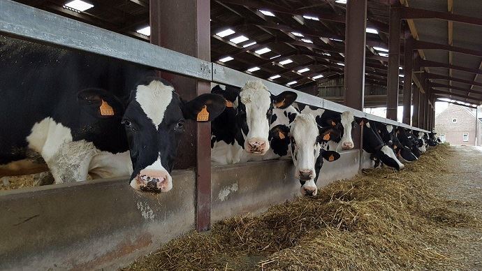 fiches_vaches-laitieres