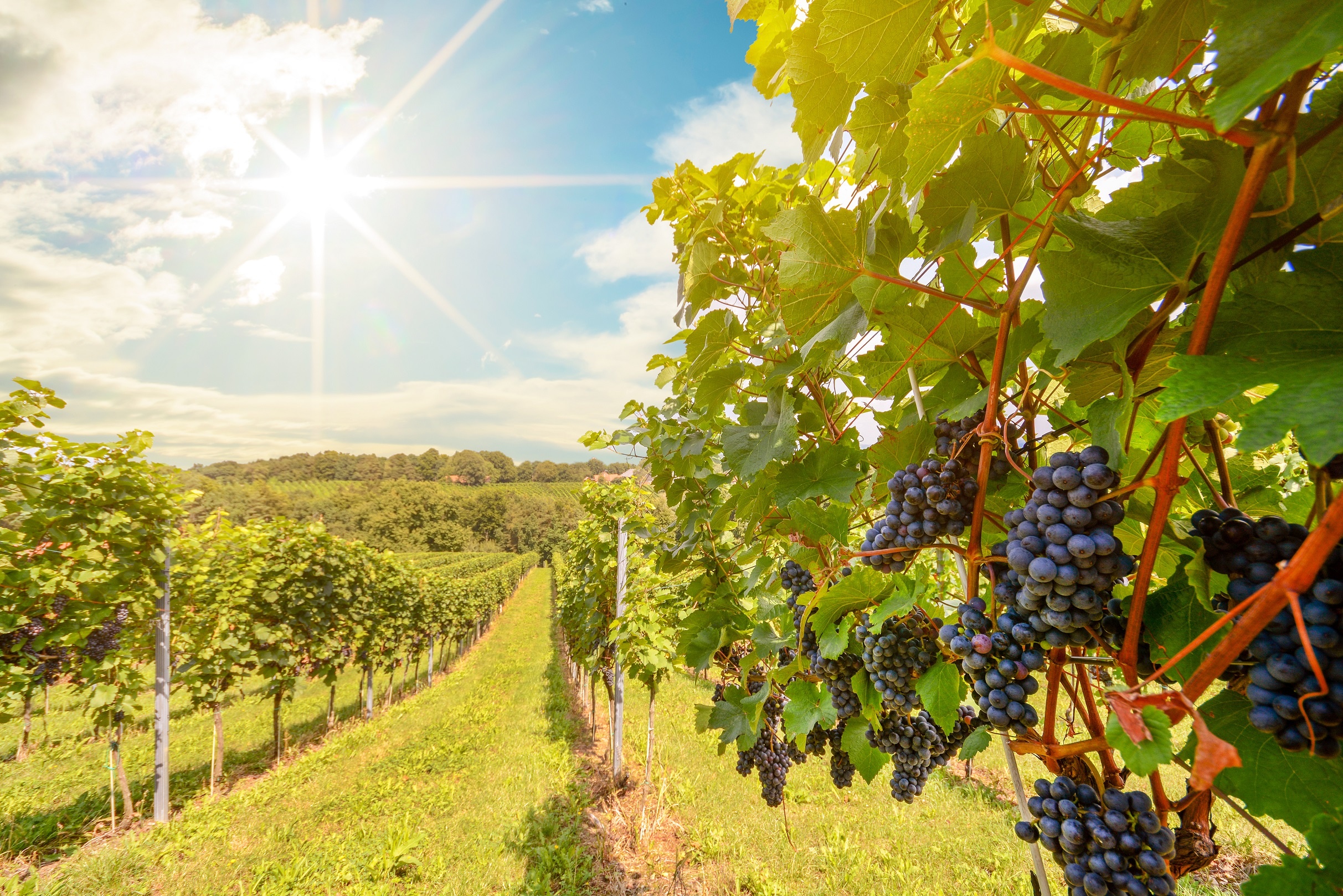 Sunset over vineyards with red wine grapes in late summer