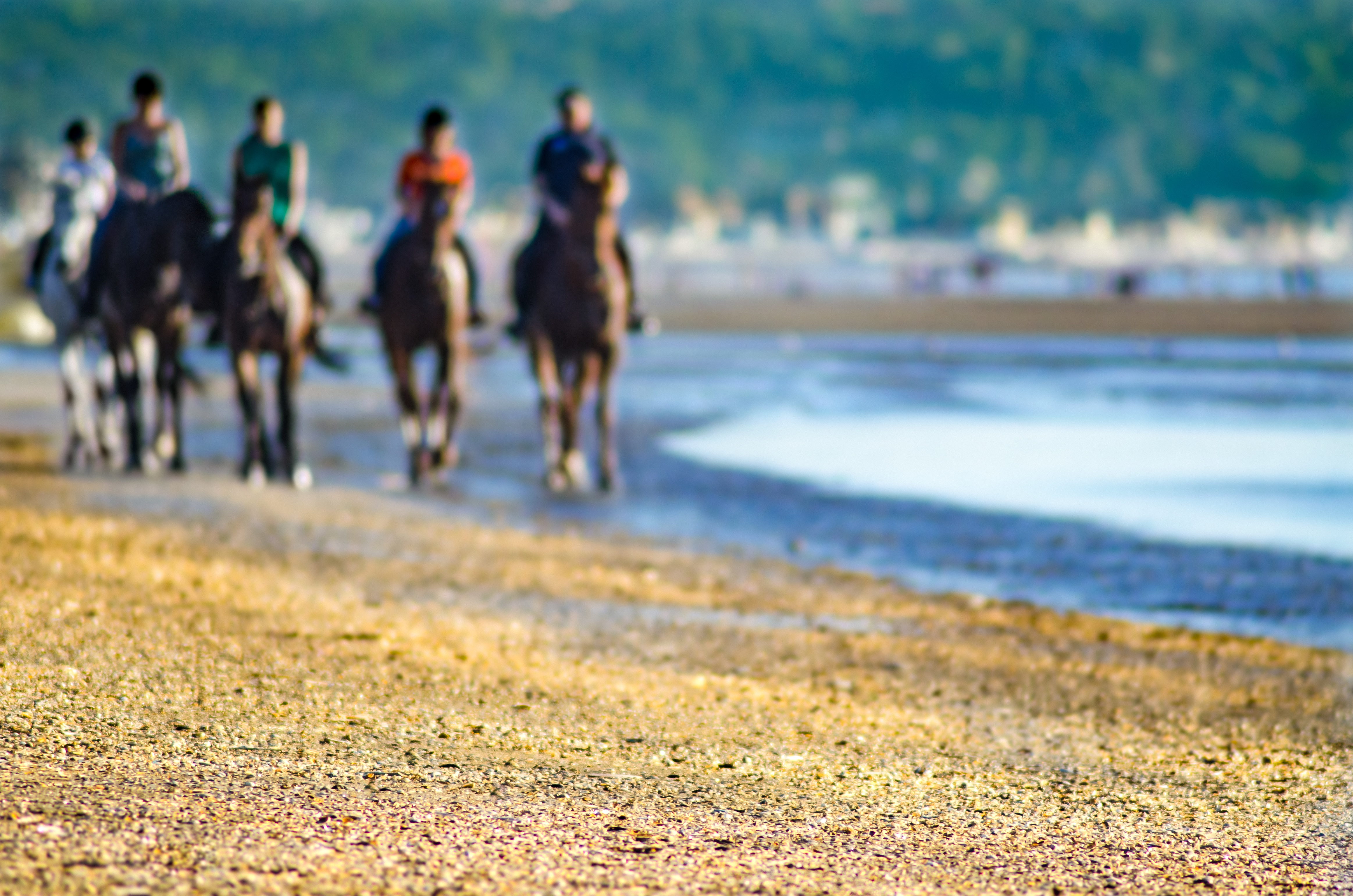 Horses