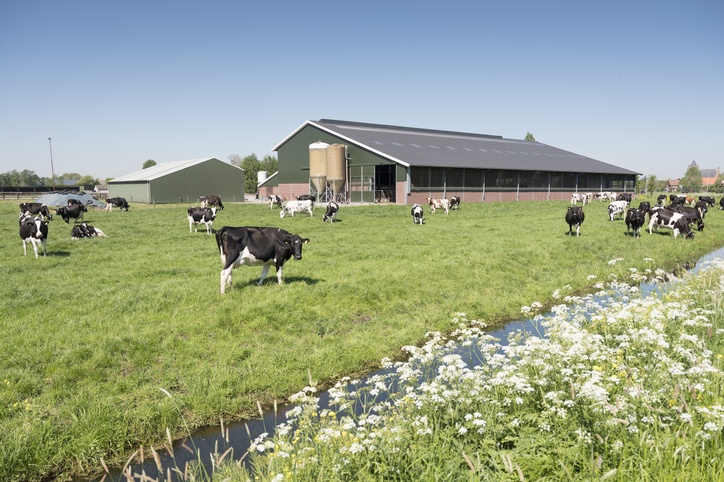 cows in dutch meadow on sunny summer day in south holland