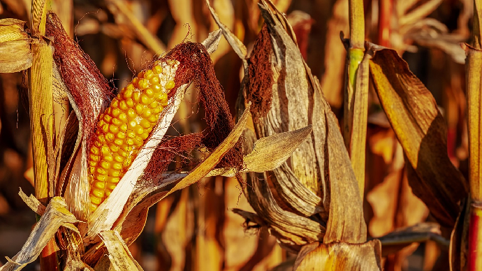 fiches_MaIs_grain