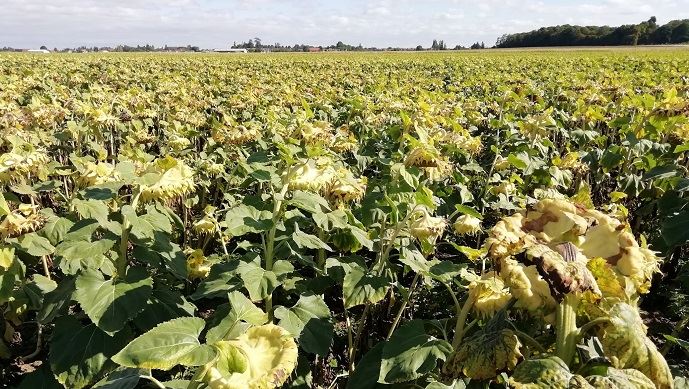 fiches_Tournesol