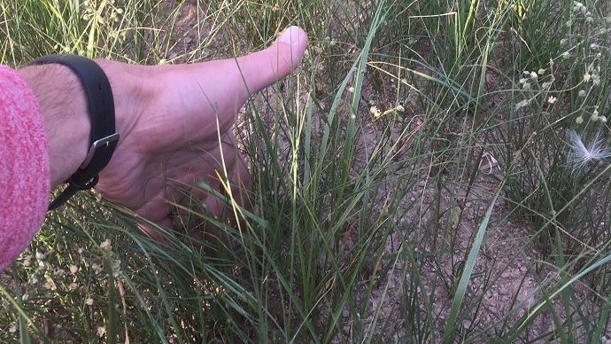 fiches_teff-grass