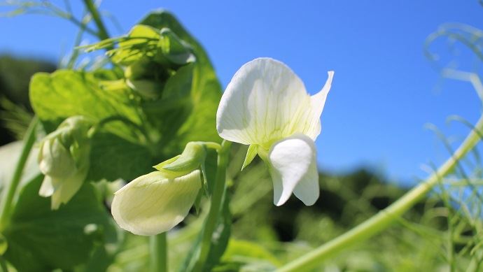 fiches_Pois_dhiver_Agathe_Penant