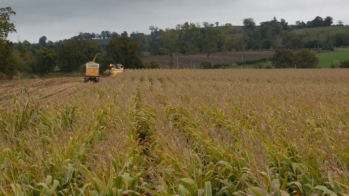 fiches_ensilage-mais