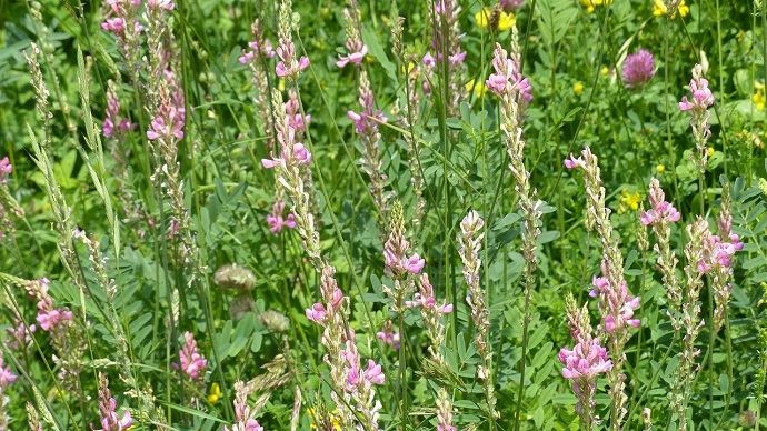 fiches_sainfoin