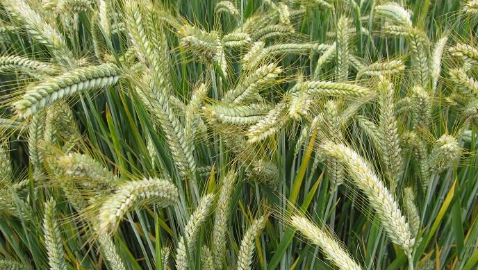 fiches_triticale