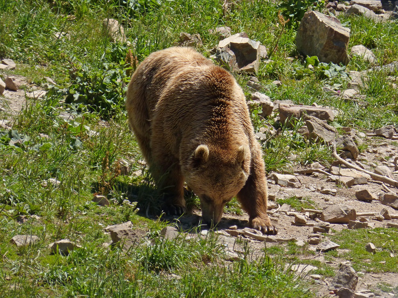 bear-5513880_1280