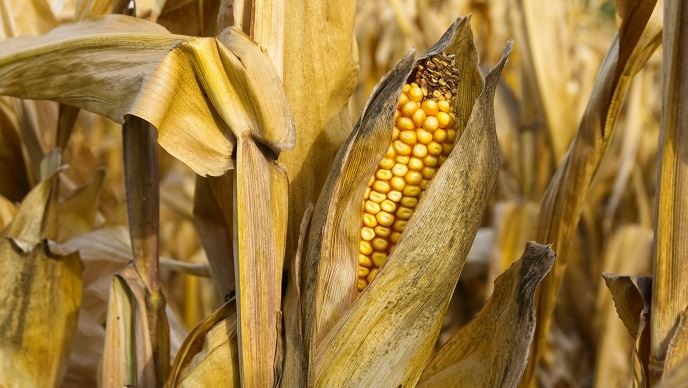 fiches_Mais_grain