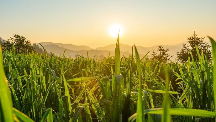 fiches_agriculture_chinoise
