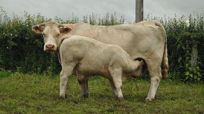 fiches_charolais-veau