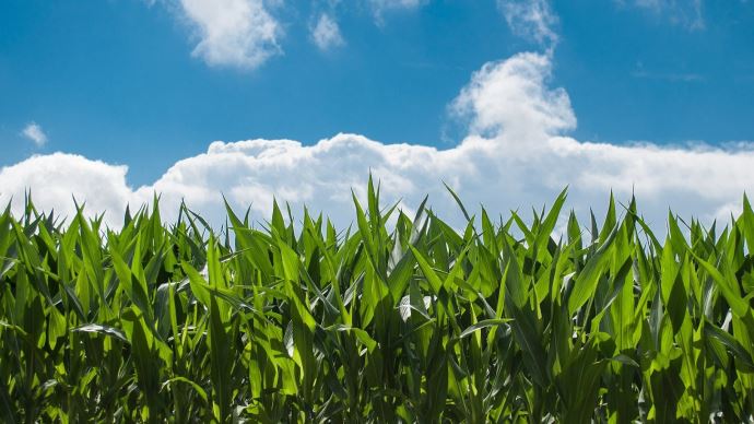 fiches_corn-field-440338_1920