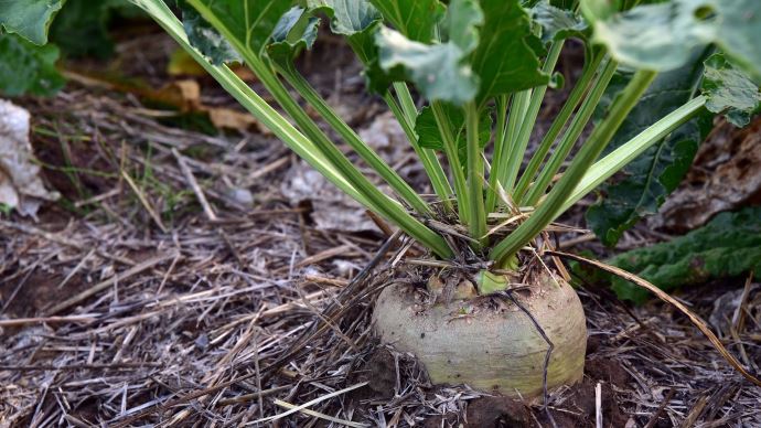 fiches_sugar-beet-3662944_1920