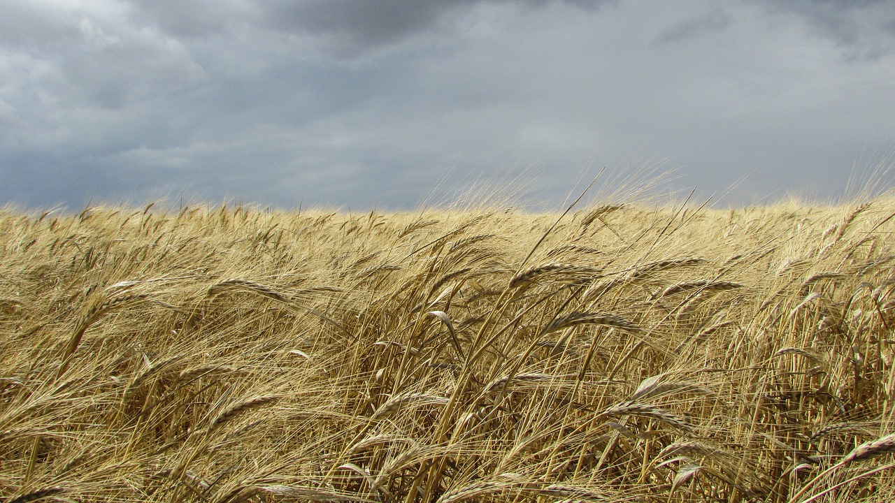 wheat-field-1382749_1280