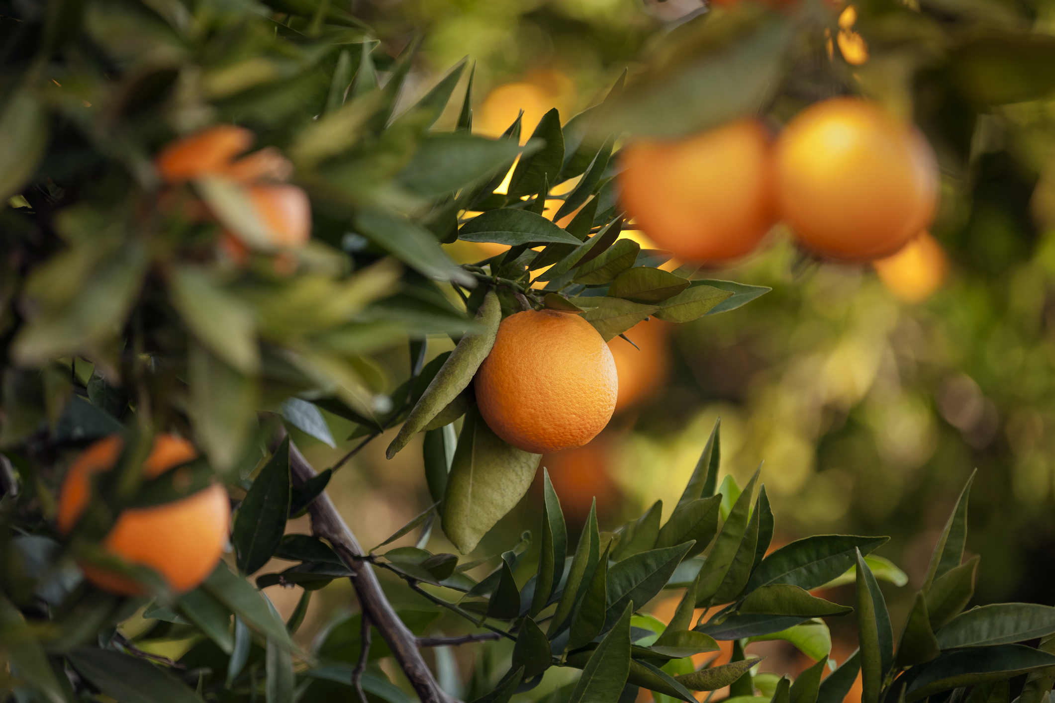 Orange trees