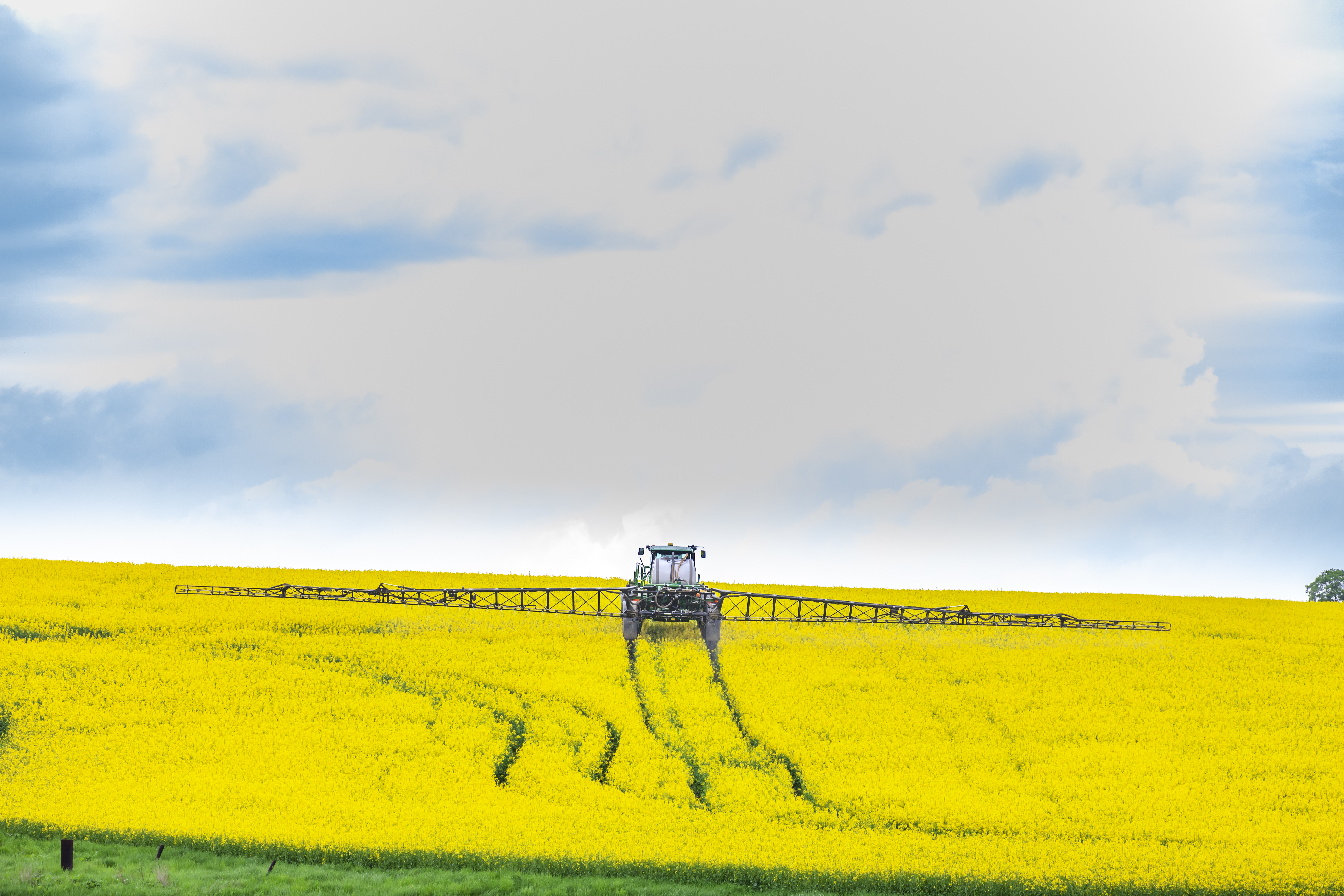 spring rapeseed field with fertilizing tractor