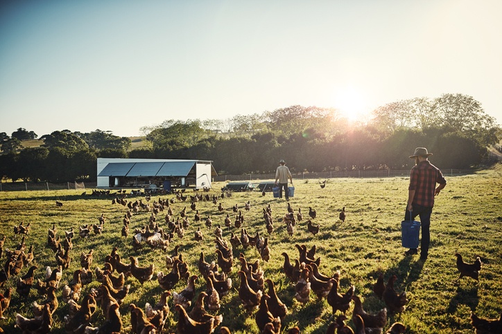 Free range farming is the only way to go