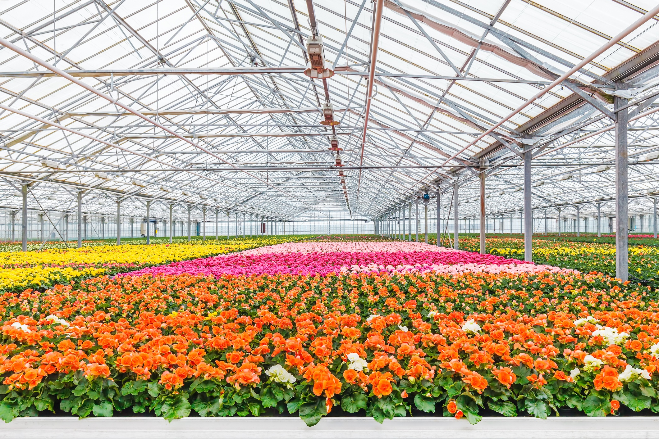 Blooming geranium plants in a greenhouse