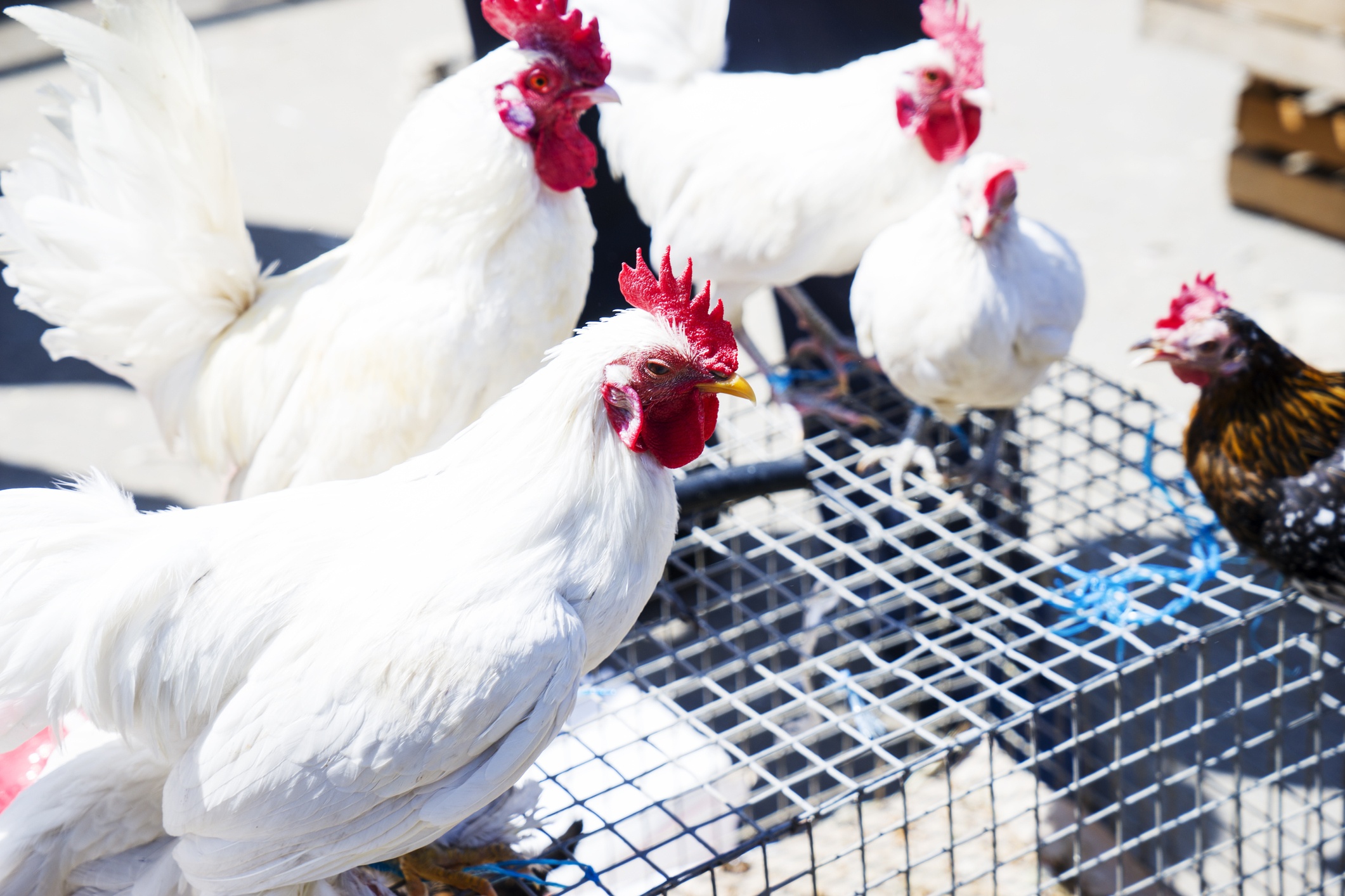 White Hen and rooster.Birds waiting to be sold in a market