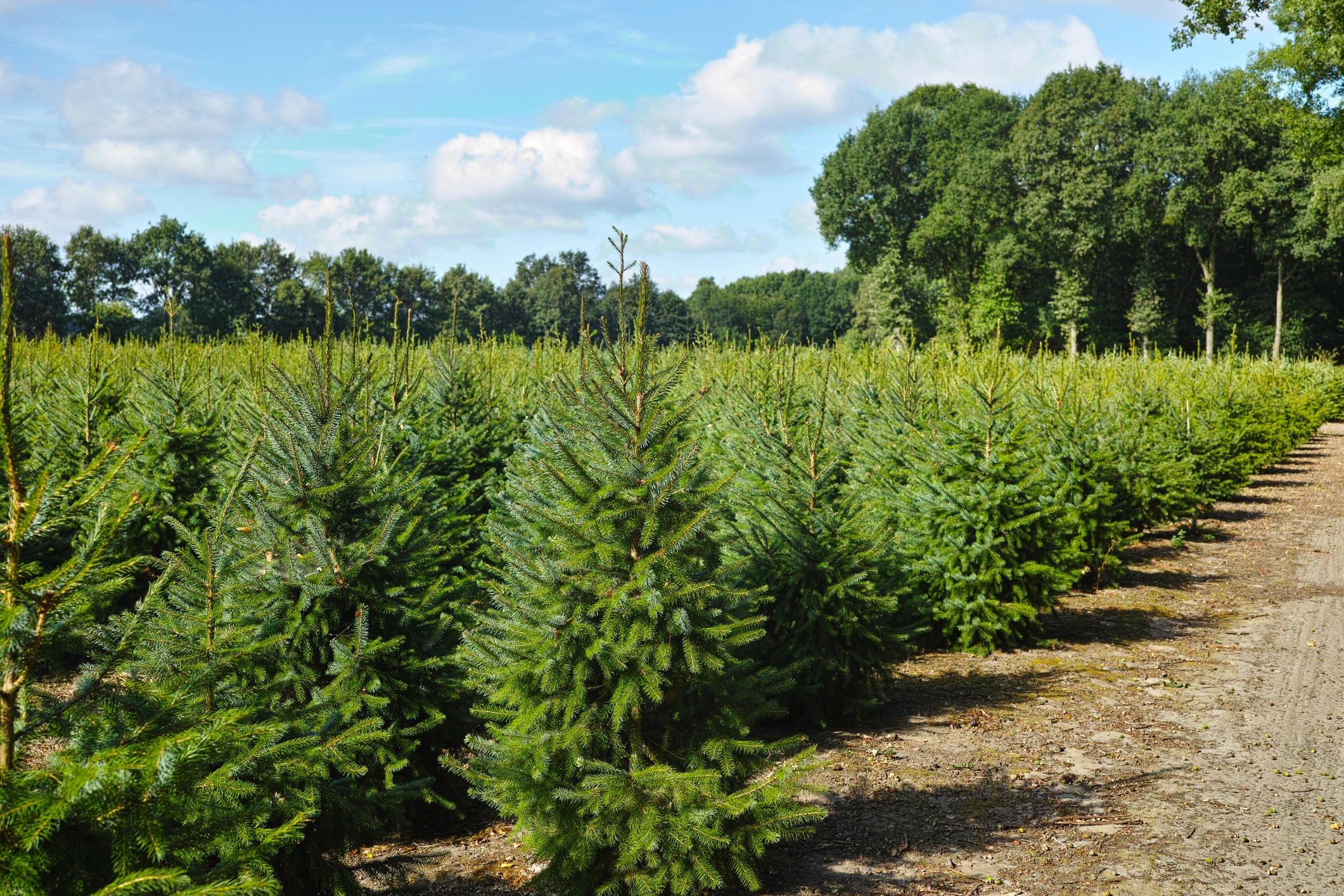 Plantatnion of young green fir Christmas trees, nordmann fir and another fir plants cultivation, ready for sale for Christmas and New year celebratoin