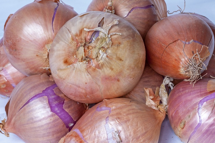 Oignons rosés de Roscoff - Allium cepa - sur fond blanc