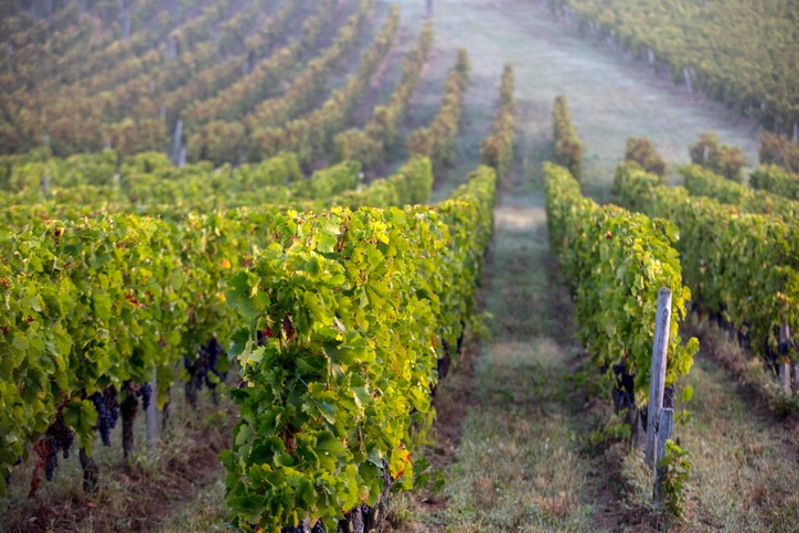 Morning light in the vineyards of Saint Georges de Montagne near Saint Emilion, Gironde, France