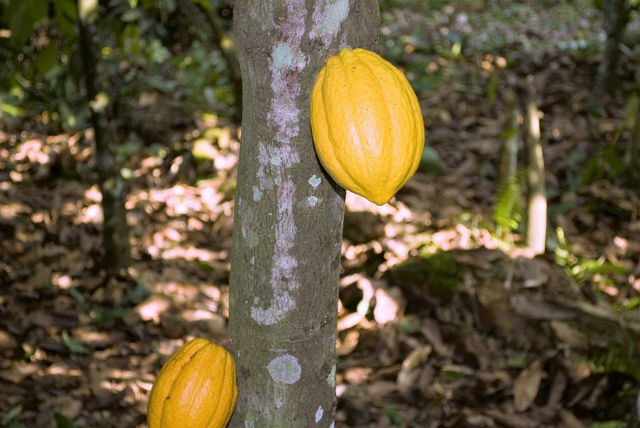 cocoa-2424452_1280