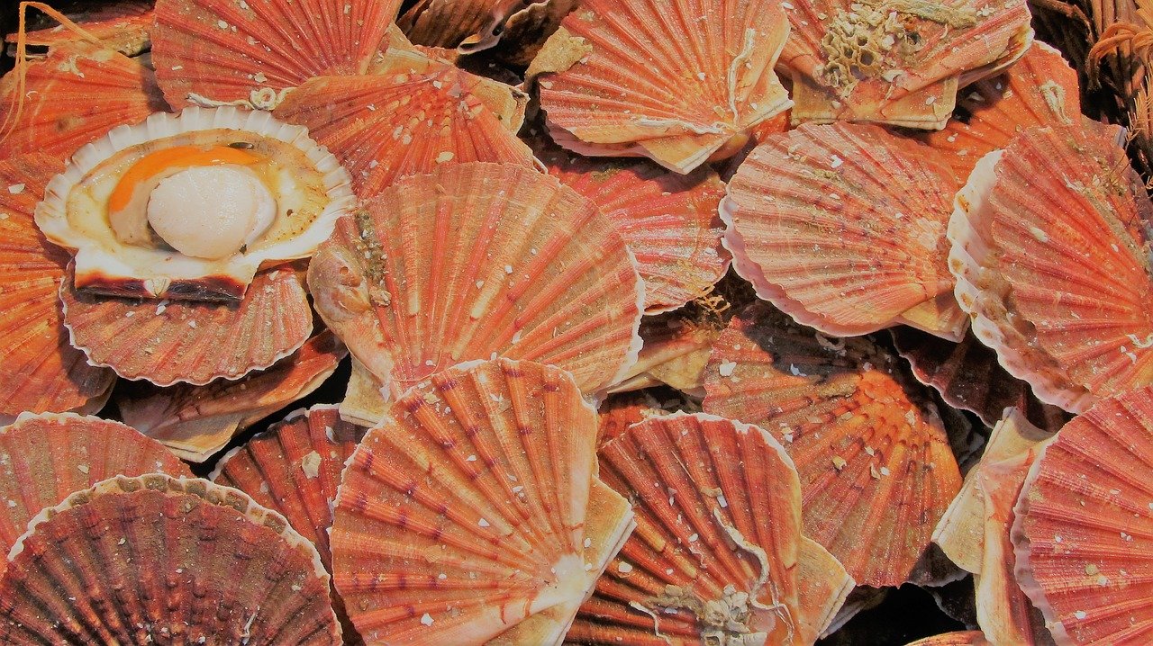 coquilles-saint-jacques-2681146_1280