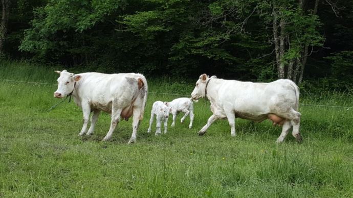 fiches_Charolais_25513-1200px