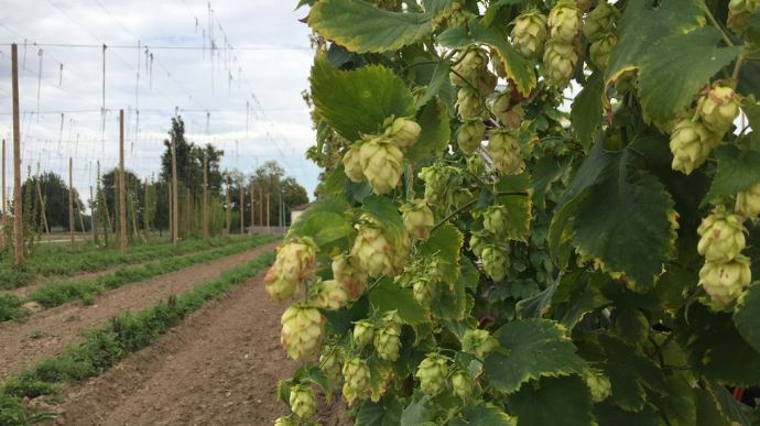 fiches_Houblon