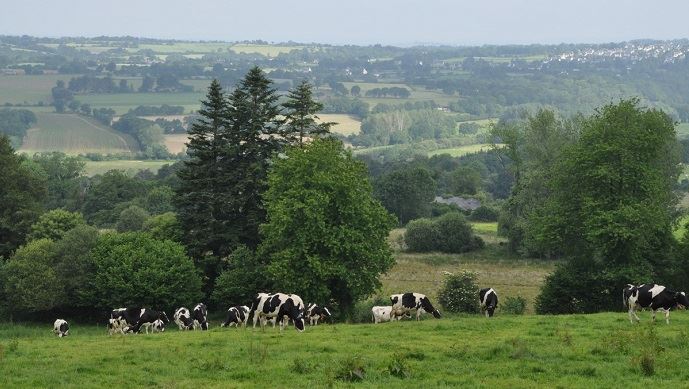 fiches_Paturage_vaches_laitieres_29159-1200px