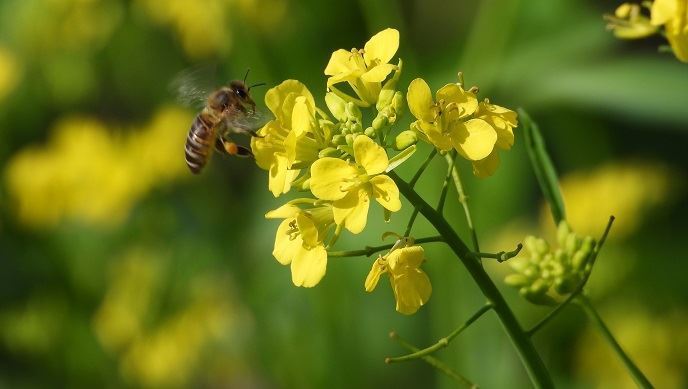 fiches_plan-de-protection-des-insectes-pollinisateurs