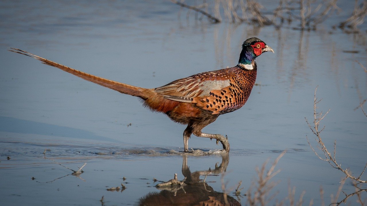 pheasant-2225925_1280